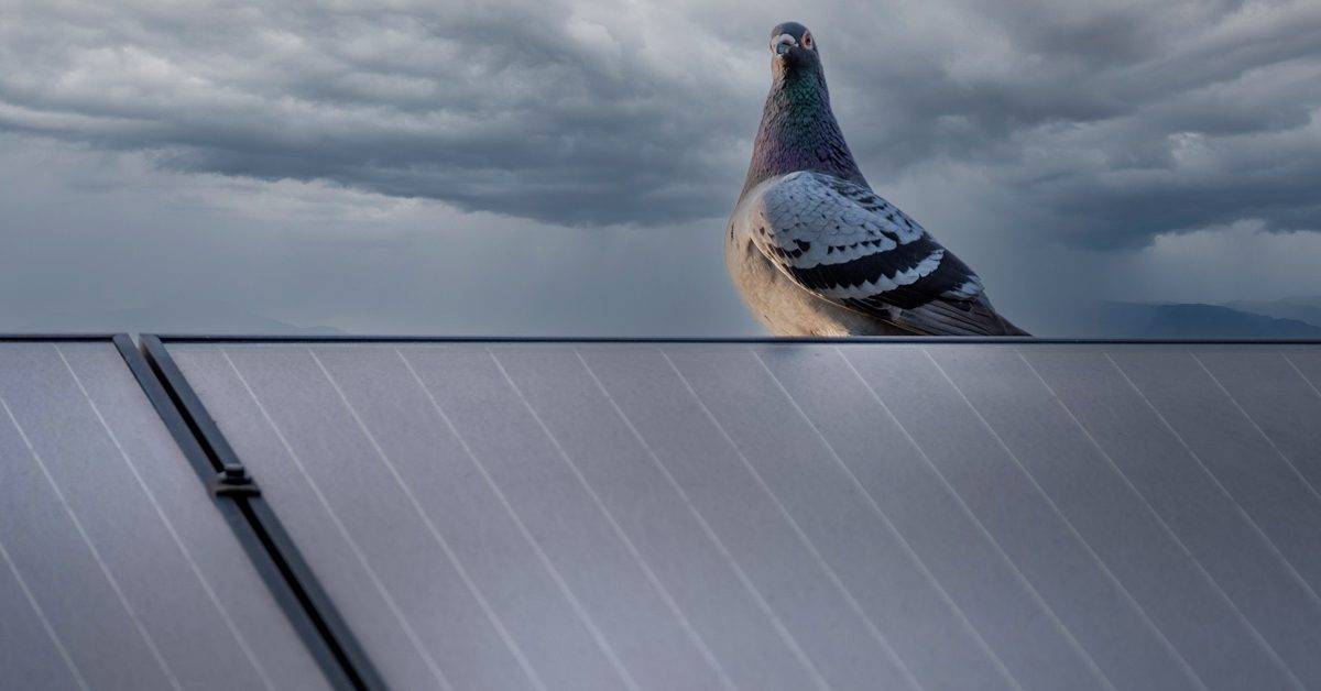 cleaning solar panel bird nest under solar panel